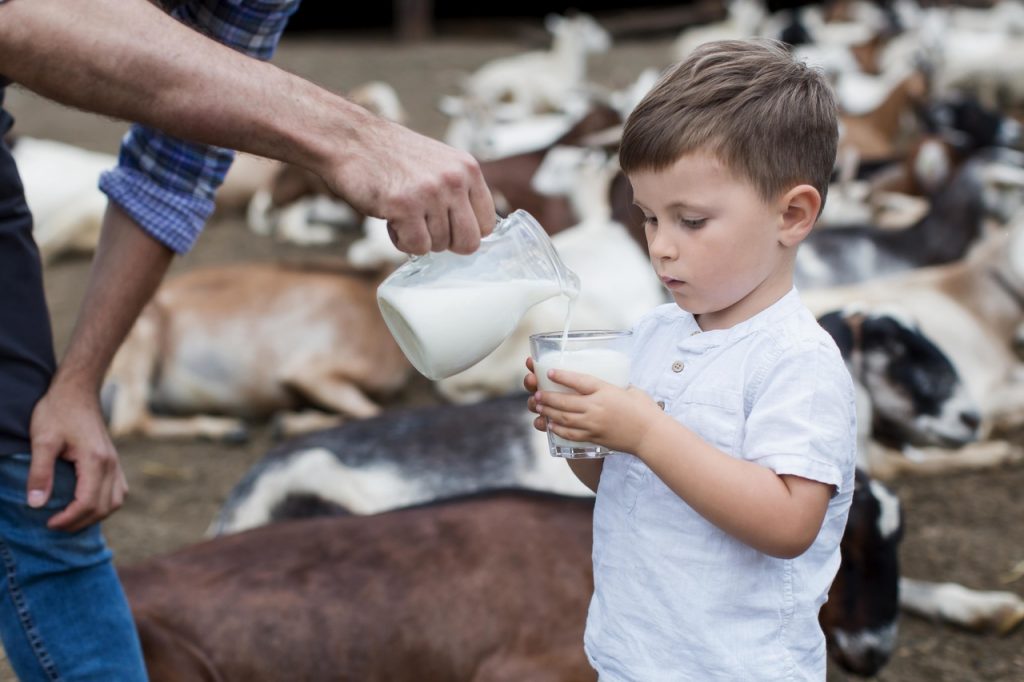 chłopiec pije kozie mleko