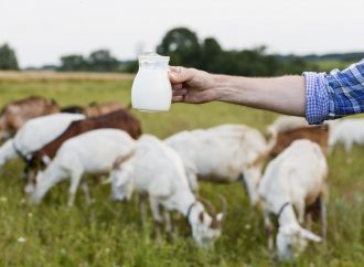 Goat milk not only for bathing
