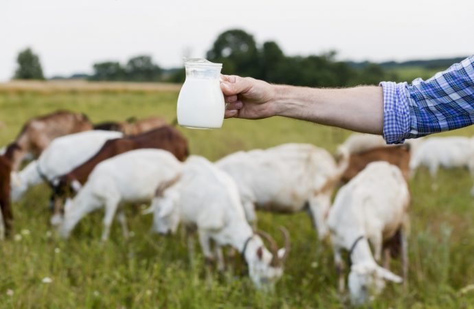 Goat milk not only for bathing