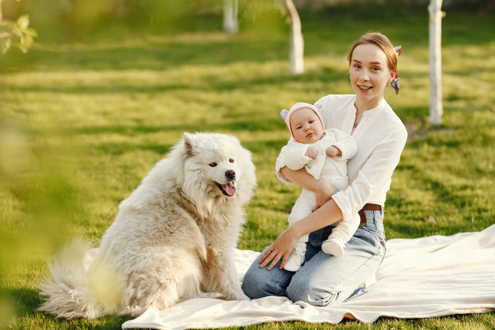 How do you prepare your dog for the arrival of a baby in the house?