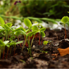 Organic and natural ways to fertilize plants