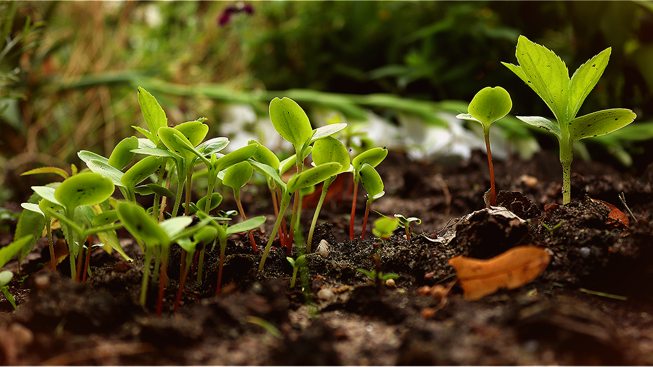 Organic and natural ways to fertilize plants